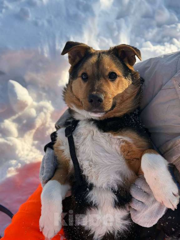 Собаки в Москве: Щенок 5 месяцев Моцарт очень нуждается в доме Мальчик, Бесплатно - фото 4