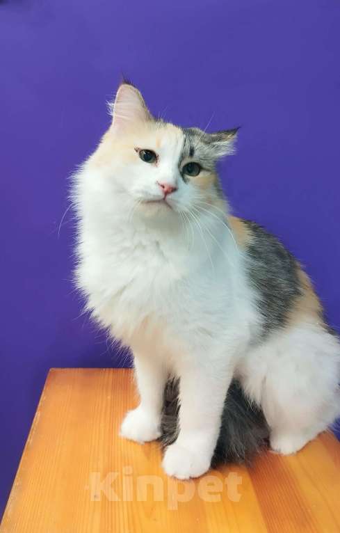 Кошки в Москве: Молодая трехцветная кошечка Клубочек Девочка, Бесплатно - фото 4