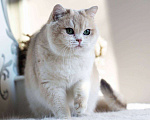 Кошки в Москве: Британская кошечка для разведения Девочка, 100 000 руб. - фото 7
