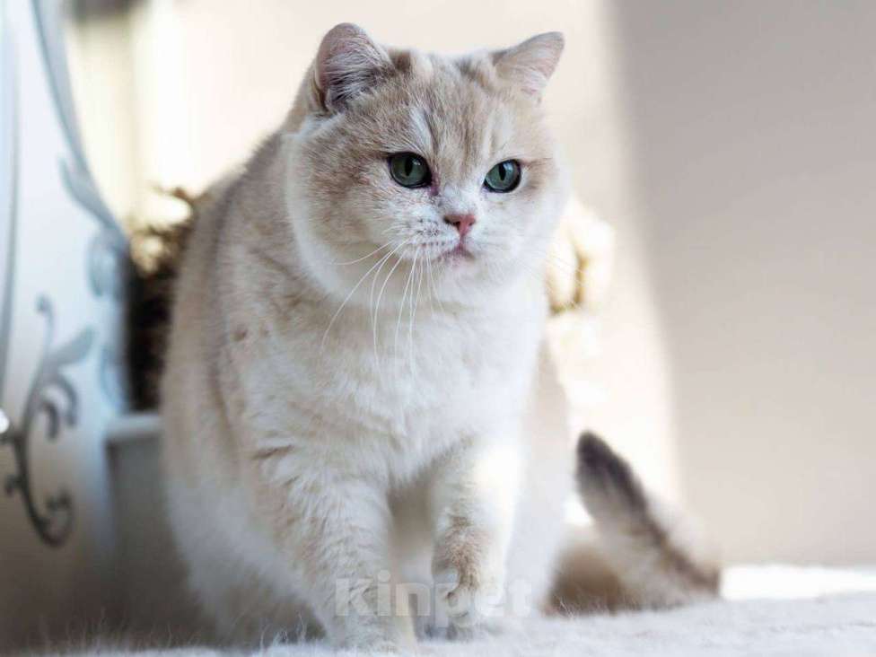 Кошки в Москве: Британская кошечка для разведения Девочка, 100 000 руб. - фото 7
