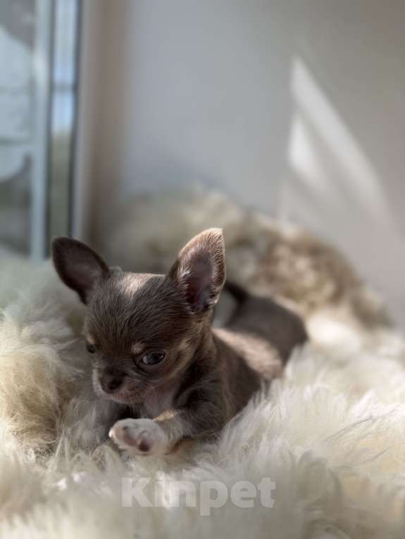 Собаки в Самаре: Мия Девочка, 40 000 руб. - фото 2