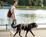 Собаки в Москве: Рафинад ищет дом Мальчик, Бесплатно - фото 7