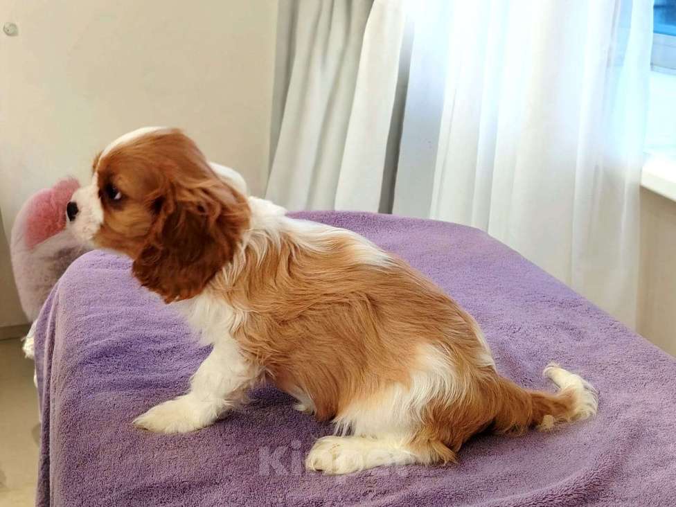 Собаки в Нижнем Новгороде: Самый красивый щенок ждёт маму Мальчик, 70 000 руб. - фото 5