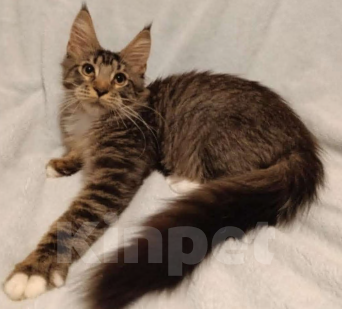 Кошки в Санкт-Петербурге: Мальчик классика тигровый Мальчик, 80 000 руб. - фото 1