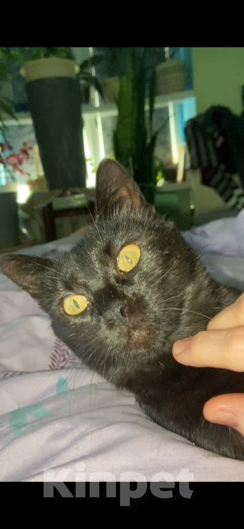 Кошки в Москве: Помогите, пожалуйста, найти кошку Тучку Девочка, Бесплатно - фото 1