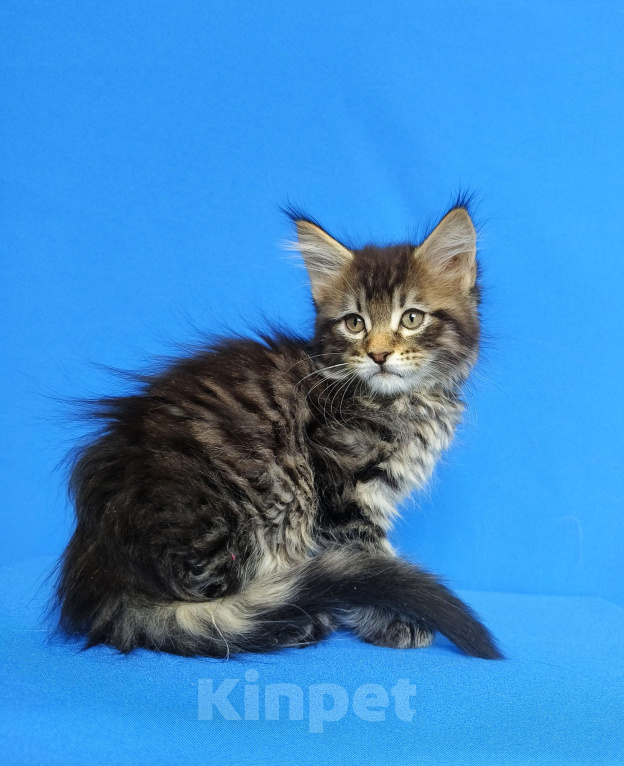 Кошки в Москве: Котёнок Мейн - Кун Мальчик Мальчик, 65 000 руб. - фото 5