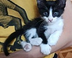 Кошки в Астрахани: Котенок в добрые руки Срочно! Мальчик, Бесплатно - фото 1