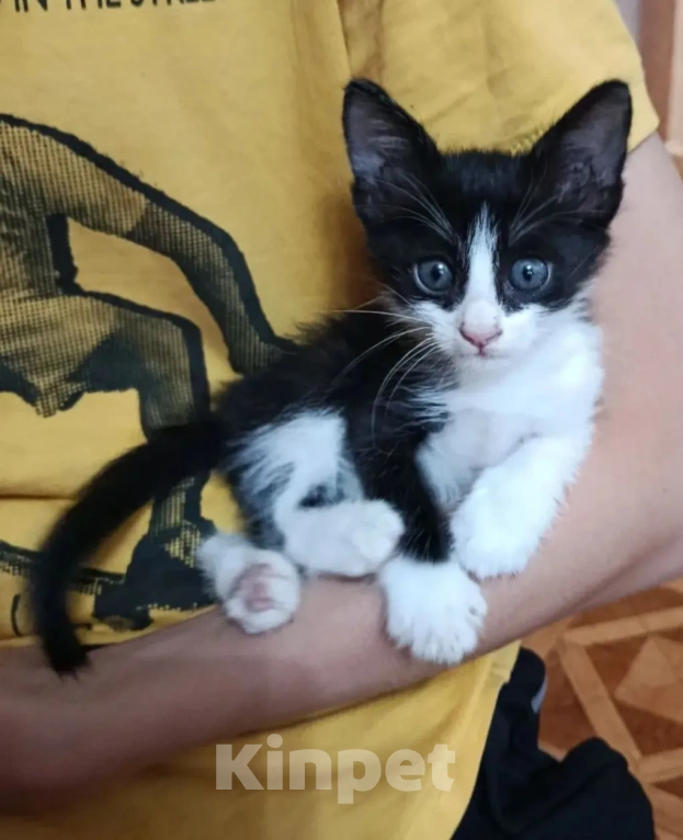 Кошки в Астрахани: Котенок в добрые руки Срочно! Мальчик, Бесплатно - фото 1