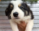 Собаки в Туле: Бордер колли  Мальчик, 70 000 руб. - фото 1