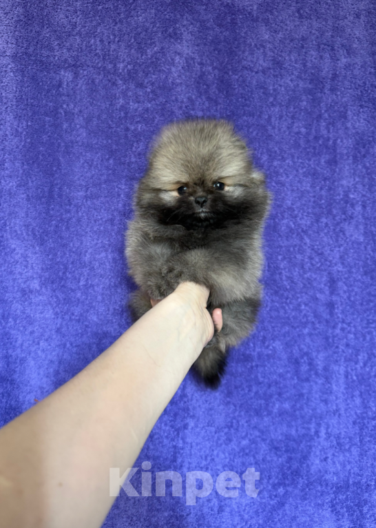 Собаки в Москве: Девочка соболь Девочка, 25 000 руб. - фото 1