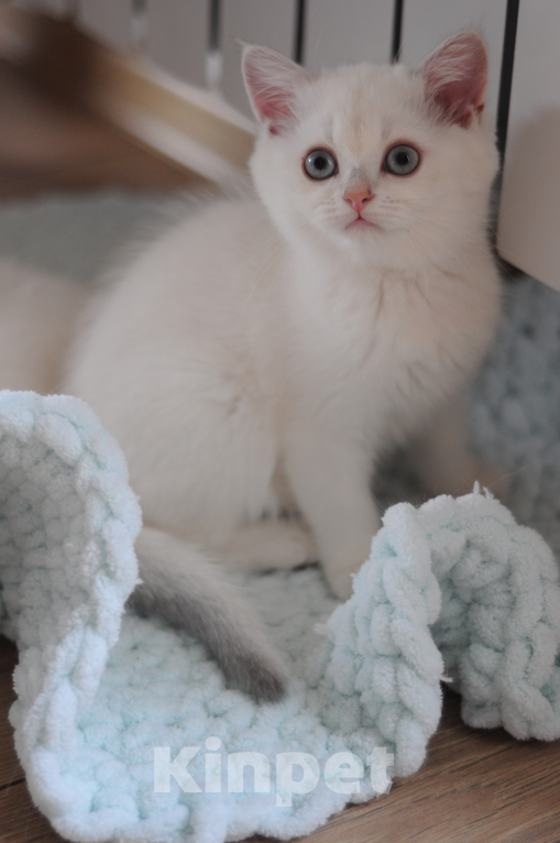 Кошки в Бахчисарае: Шотландский котенок Девочка, 55 000 руб. - фото 1