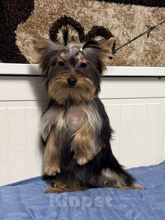 Собаки в Жуковском: Миниатюрная девочка йорка Девочка, 35 000 руб. - фото 2