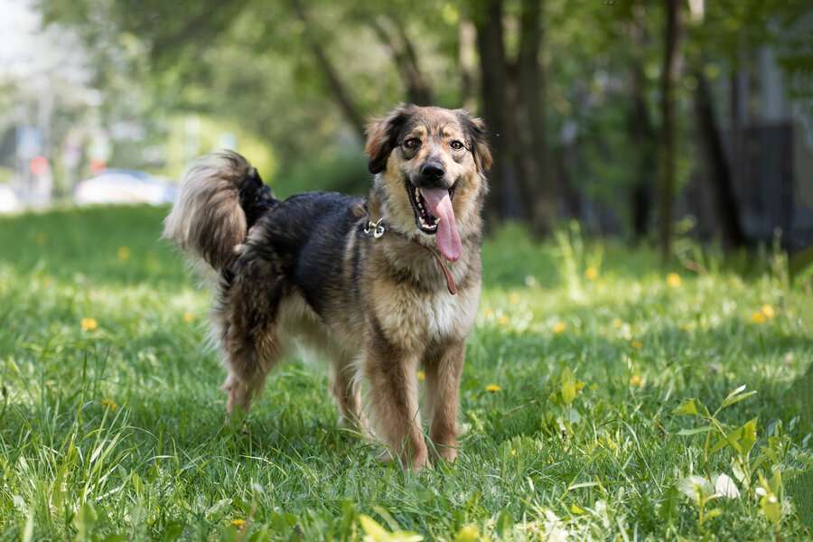 Собаки в Москве: Чудесная собака Мила ищет семью. Девочка, Бесплатно - фото 7