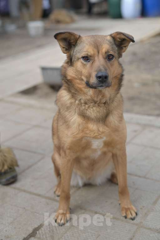 Собаки в Красногорске: Маленькая девочка Каштанка очень нуждается в хозяине  Девочка, Бесплатно - фото 5