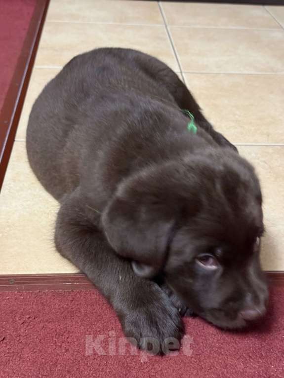 Собаки в Люберцах: ЭЛИТНЫЙ ЩЕНОК ЛАБРАДОРА- РЕТРИВЕРА, ШОКОЛАДНОГО ОКРАСА Девочка, 100 000 руб. - фото 5