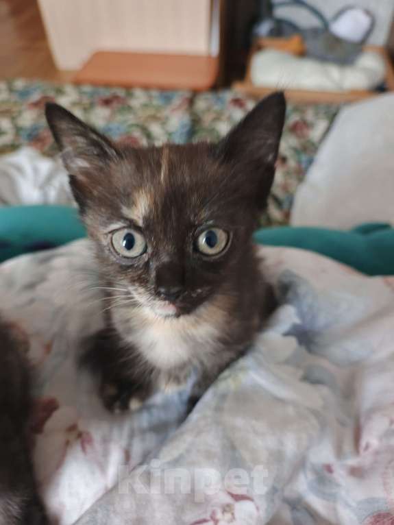 Кошки в Перми: Отдам котят в добрые руки Девочка, Бесплатно - фото 2