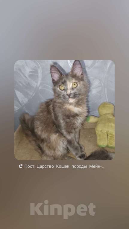 Кошки в Нижнем Новгороде: Питомник  long  Laif Девочка, 30 000 руб. - фото 1
