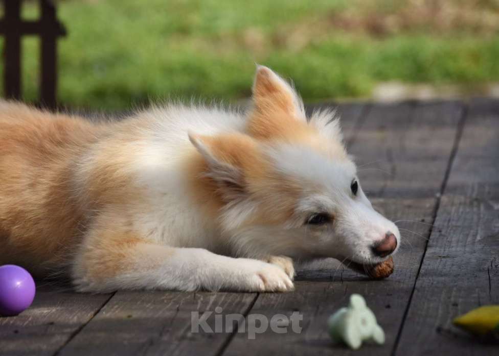 Собаки в Москве: Ненецкая оленегонная лайка, кобель Жиган. Мальчик, 60 000 руб. - фото 5