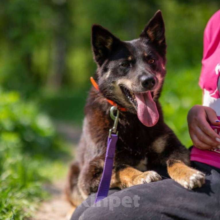 Собаки в Москве: Мася Девочка, Бесплатно - фото 4