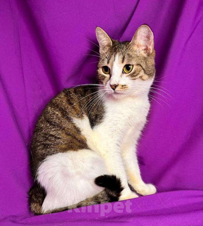 Кошки в Москве: Кошка с лейкозом в добрые руки Девочка, Бесплатно - фото 5