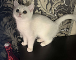 Кошки в Балашихе: Серебристая шиншилла котенок Девочка, 20 000 руб. - фото 5