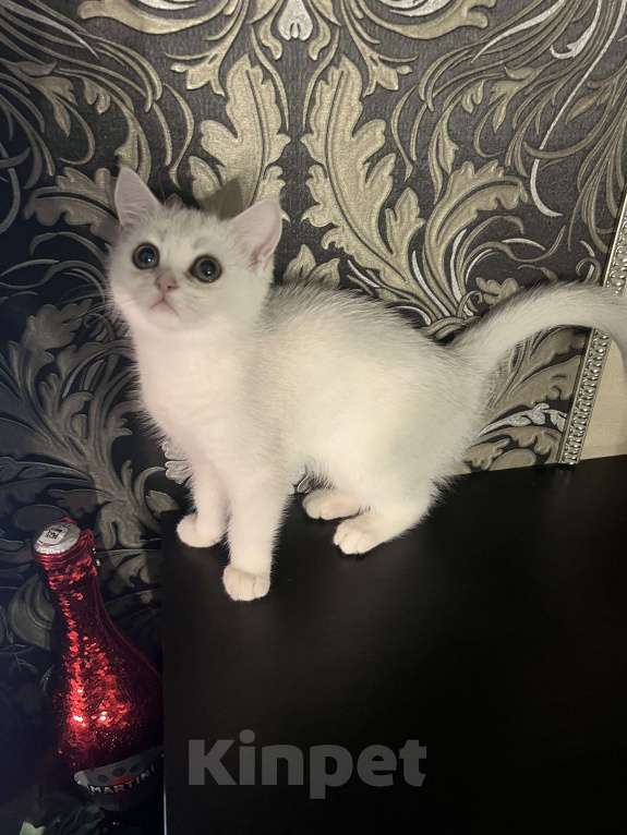 Кошки в Балашихе: Серебристая шиншилла котенок Девочка, 20 000 руб. - фото 5