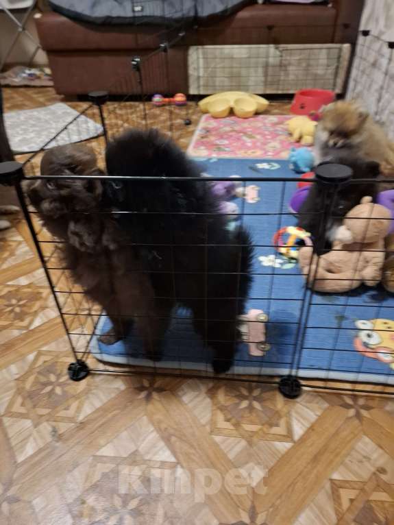 Собаки в Самаре: Померанский шпиц Девочка, 70 000 руб. - фото 1