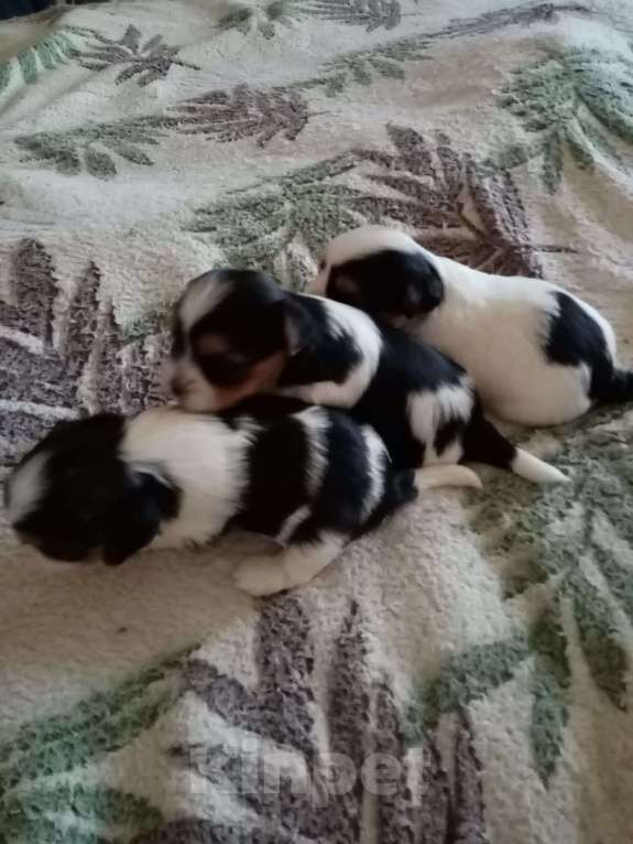 Собаки в Москве: Вязка бивер Мальчик, 5 000 руб. - фото 3