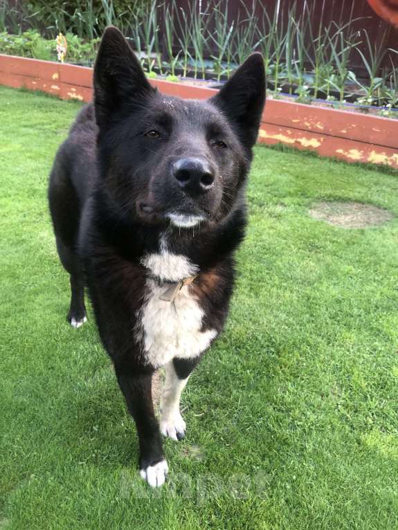 Собаки в Черноголовке: Потеряшка Девочка, 1 руб. - фото 3