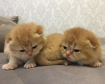 Кошки в Екатеринбурге: Золотые котики, 30 000 руб. - фото 2