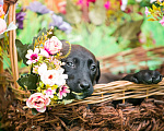 Собаки в Пушкино: Щенок Фиона в добрые руки Девочка, 1 руб. - фото 5