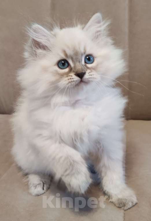 Кошки в других городах Московской области: Мальчик Кубик Мальчик, 80 000 руб. - фото 1