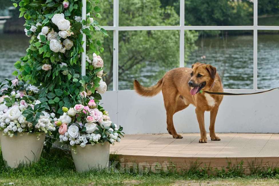 Собаки в Раменском: Шикарный рыжий пёс Тайф в добрые руки Мальчик, Бесплатно - фото 4