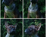 Собаки в Санкт-Петербурге: Щенки китайского бульдога (чунцин) Девочка, 65 000 руб. - фото 8