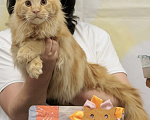 Кошки в Дедовске: Красное большое счастье😻 Мальчик, 100 000 руб. - фото 1