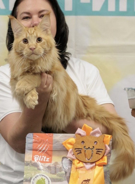 Кошки в Дедовске: Красное большое счастье😻 Мальчик, 100 000 руб. - фото 1