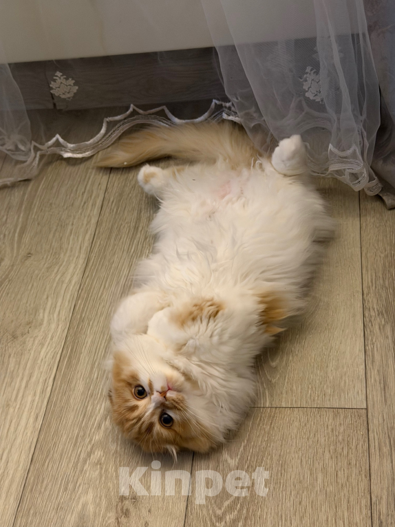 Кошки в Нижнем Новгороде: Шотландская вислоухая кошечка Девочка, 15 000 руб. - фото 3