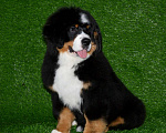 Собаки в Москве: Девочка Бернский зенненхунд  Девочка, 120 000 руб. - фото 4
