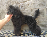 Собаки в Севастополе: Пудель той Мальчик, 50 000 руб. - фото 3