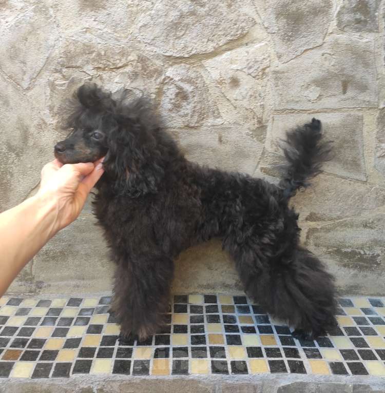 Собаки в Севастополе: Пудель той Мальчик, 50 000 руб. - фото 3