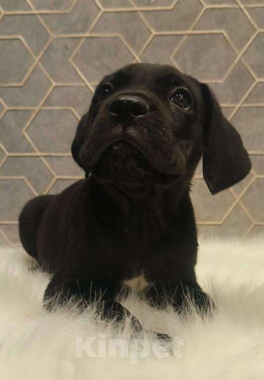 Собаки в Москве: Щенки кане корсо Девочка, 60 000 руб. - фото 4