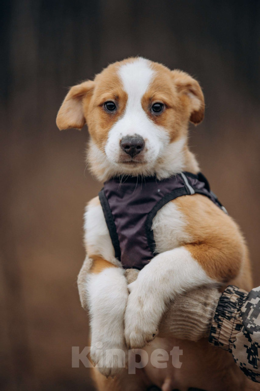 Собаки в Москве: Рыжик ищет дом Мальчик, Бесплатно - фото 9