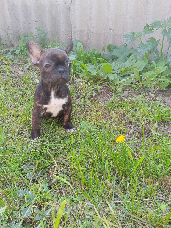Собаки в других городах Самарской области: Французский бульдог щенок Девочка, 30 000 руб. - фото 2