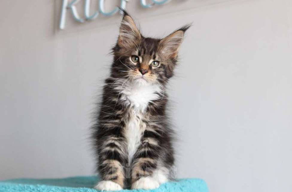 Кошки в Екатеринбурге: Котенок мейнкун из питомника РИЧКУН Мальчик, 45 000 руб. - фото 2