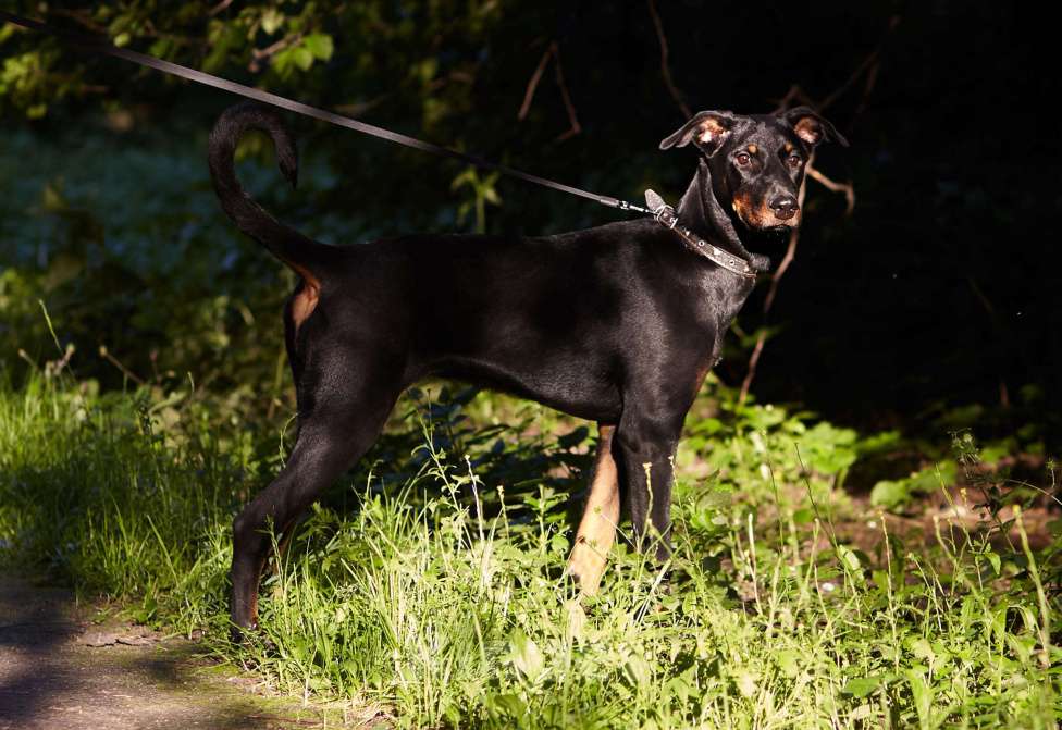 Собаки в Москве: Щенок добермана в добрые руки! Девочка, Бесплатно - фото 6