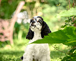 Собаки в Москве: Американский кокер-спаниель: будущий чемпион, отличные данные  Мальчик, 120 000 руб. - фото 7