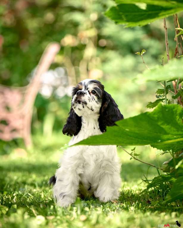 Собаки в Москве: Американский кокер-спаниель: будущий чемпион, отличные данные  Мальчик, 120 000 руб. - фото 7