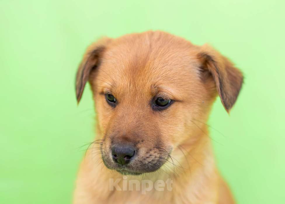 Собаки в других городах Московской области: Щенок Мира в добрые руки Девочка, Бесплатно - фото 5