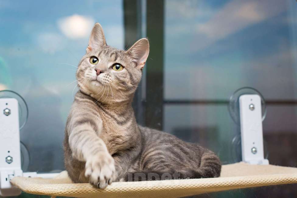 Кошки в Москве: Красавец серо-голубой котик-подросток Костя в добрые руки Мальчик, 1 руб. - фото 3