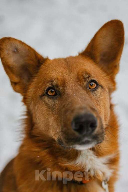 Собаки в Москве: Рыжий лис Расти в добрые руки Мальчик, Бесплатно - фото 6